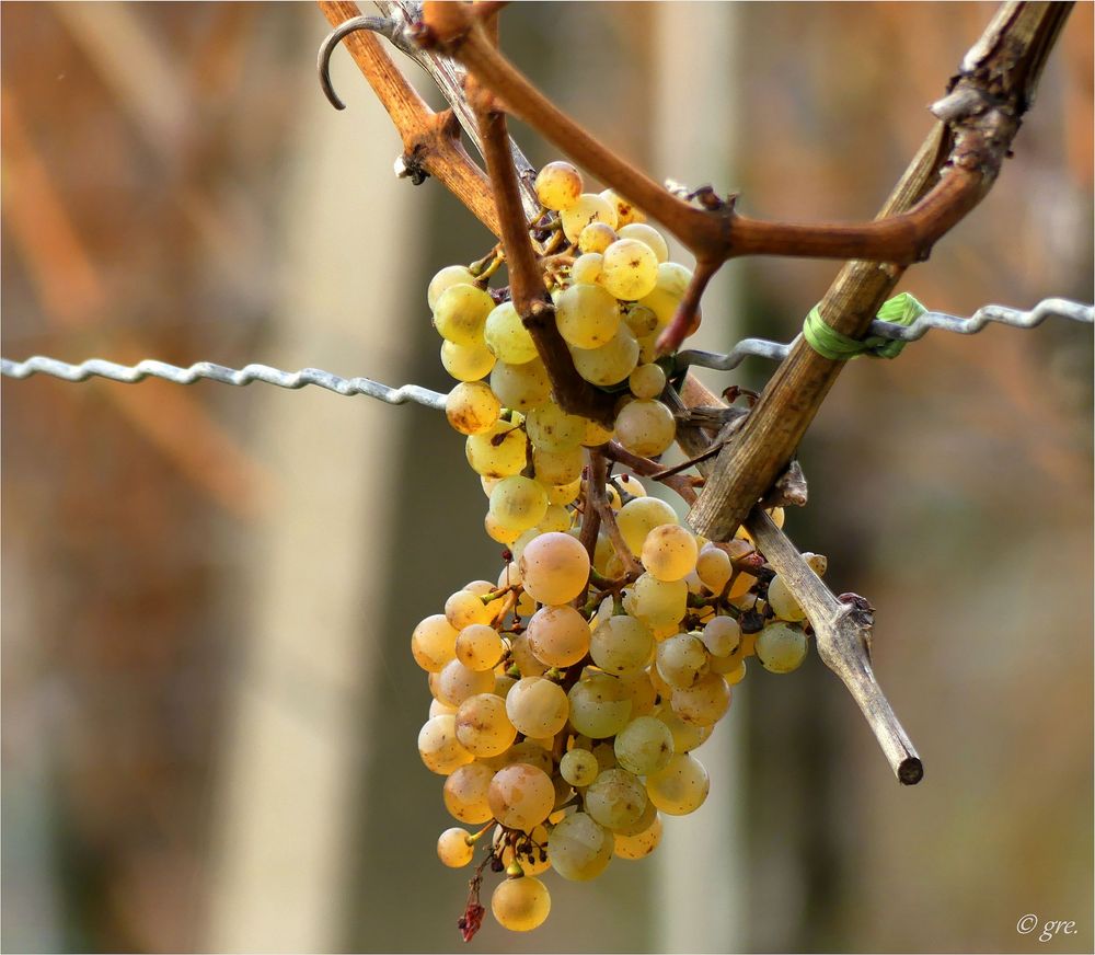 Trauben im Weinberg