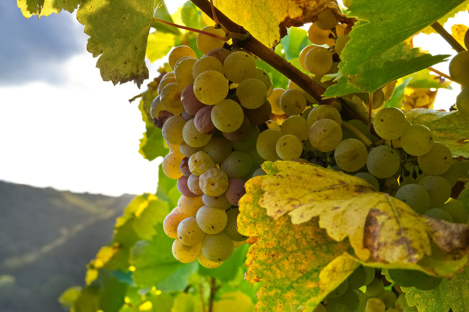 Trauben im Weinberg