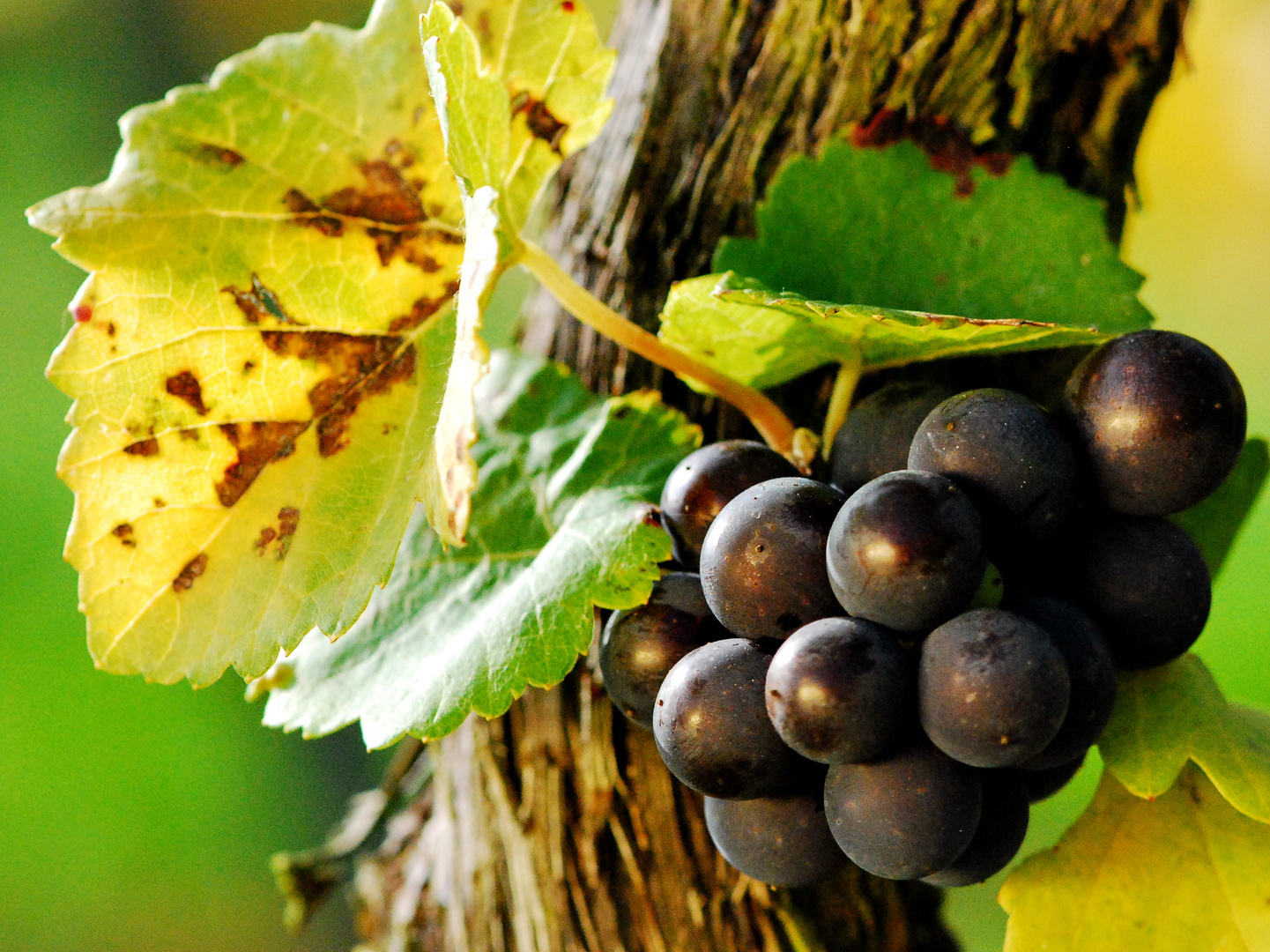 Trauben in der Herbstsonne