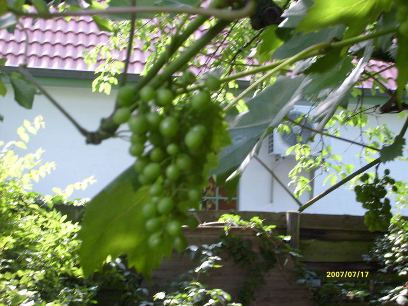Trauben in Nachbars Garten