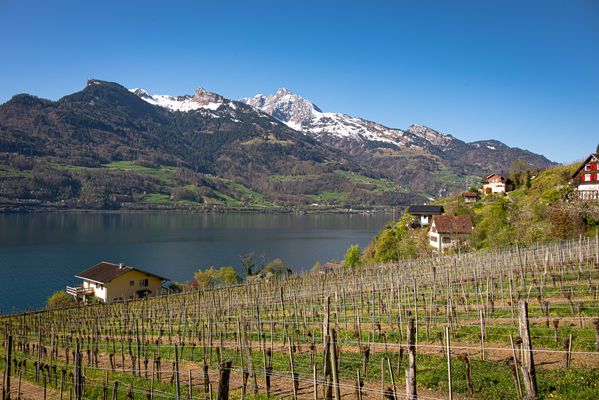 Trauben mit Aussicht