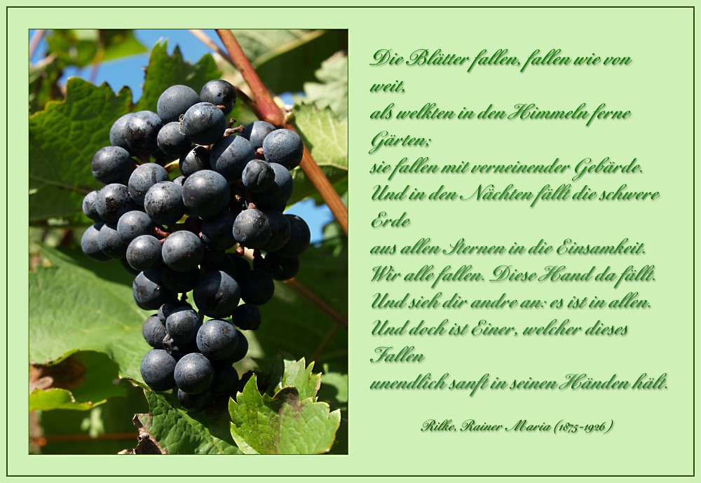 Trauben und Rilke (Herbst 5)