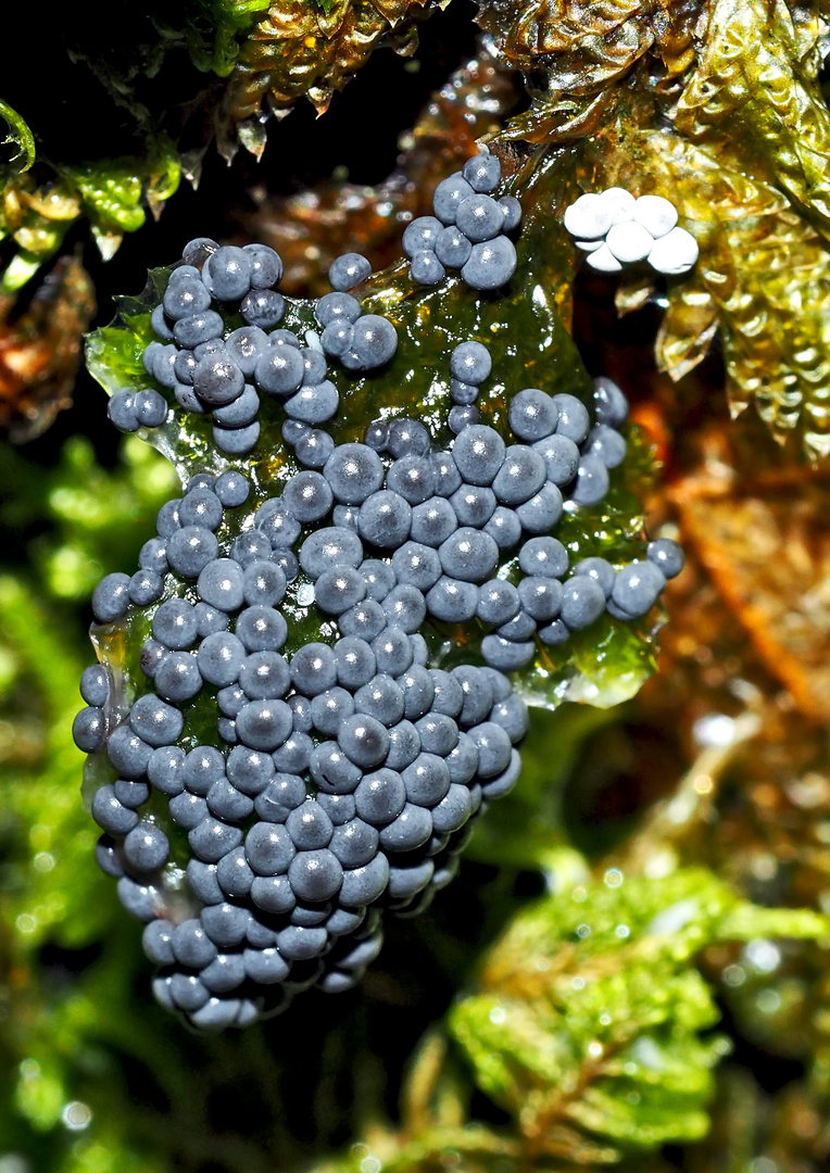 Traubenbeeren? Nein, ein Schleimpilz!  ---  Une grappe de raisin? Non, un champignon! *  