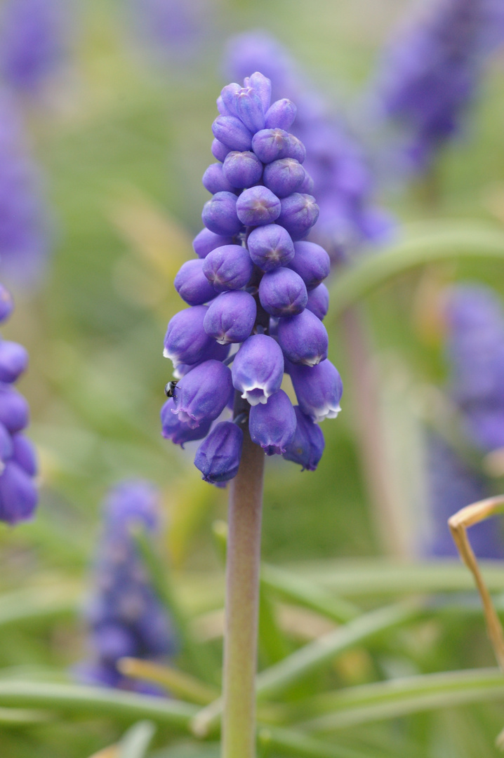 Traubenhyacinthe