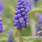 Traubenhyacinthe