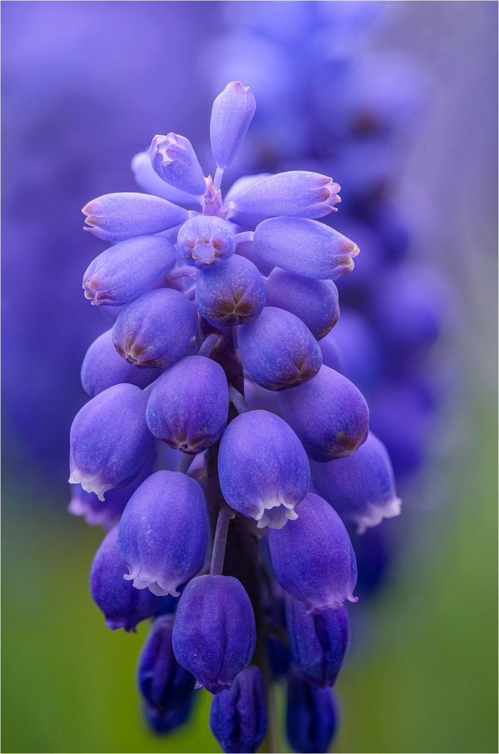 Traubenhyazinte (Muscari)