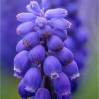 Traubenhyazinte (Muscari)