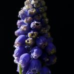 Traubenhyazinthe