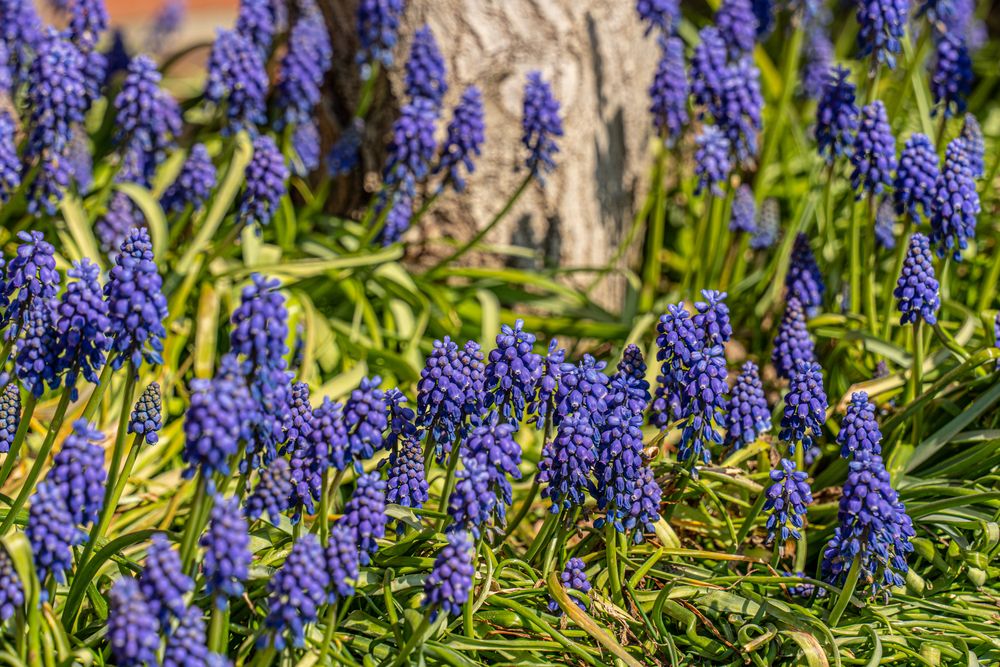 Traubenhyazinthe Foto & Bild pflanzen, pilze & flechten, blüten