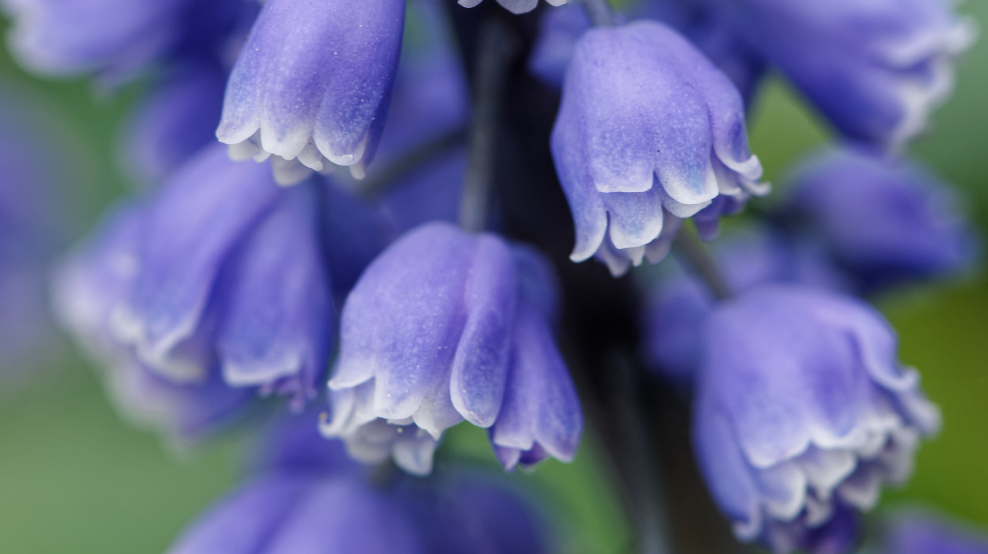 Traubenhyazinthe (Blüten-Makro)