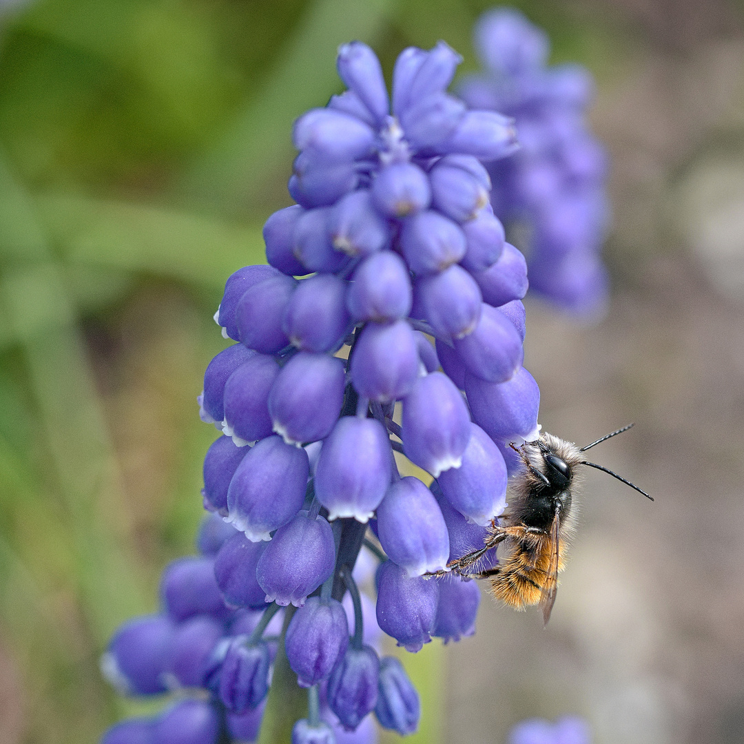 Traubenhyazinthe hat Besuch