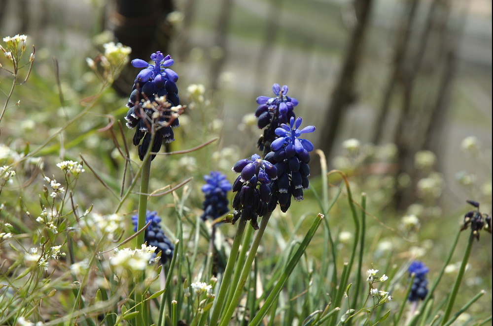 Traubenhyazinthe im Weinberg