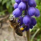 Traubenhyazinthe mit Besuch