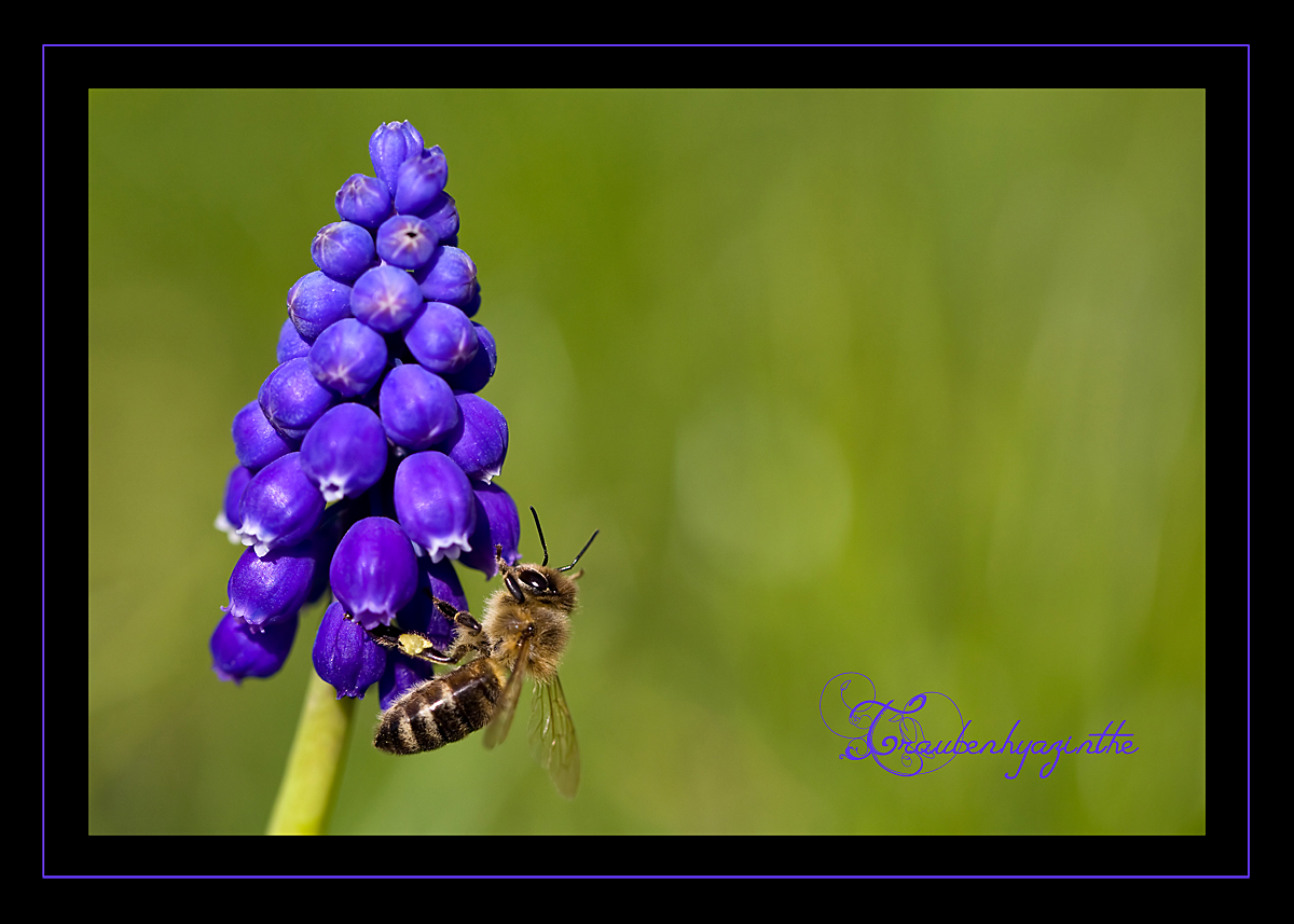 Traubenhyazinthe mit Besucher