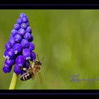 Traubenhyazinthe mit Besucher