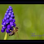 Traubenhyazinthe mit Besucher