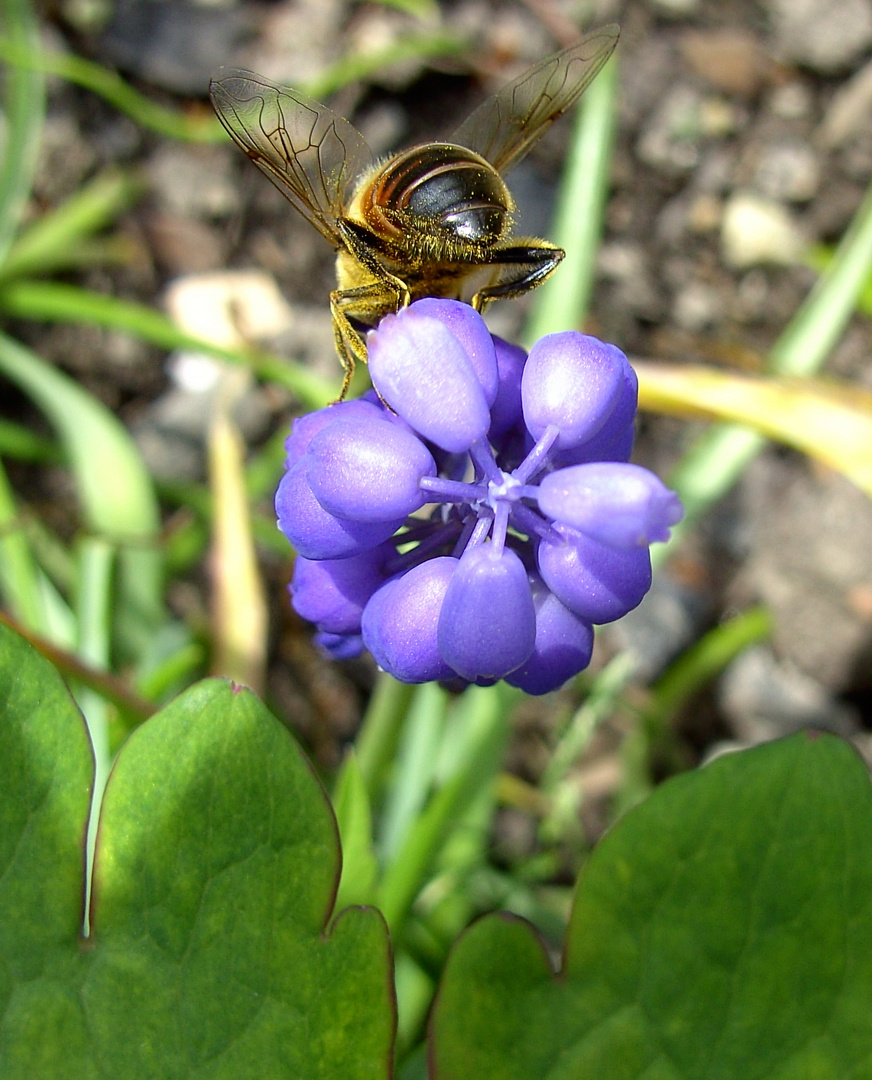 Traubenhyazinthe mit Besucher