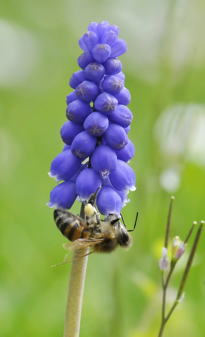 Traubenhyazinthe / Mittwoch`s Blümchen