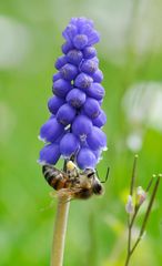 Traubenhyazinthe / Mittwoch`s Blümchen