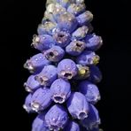 Traubenhyazinthe (Muscari)