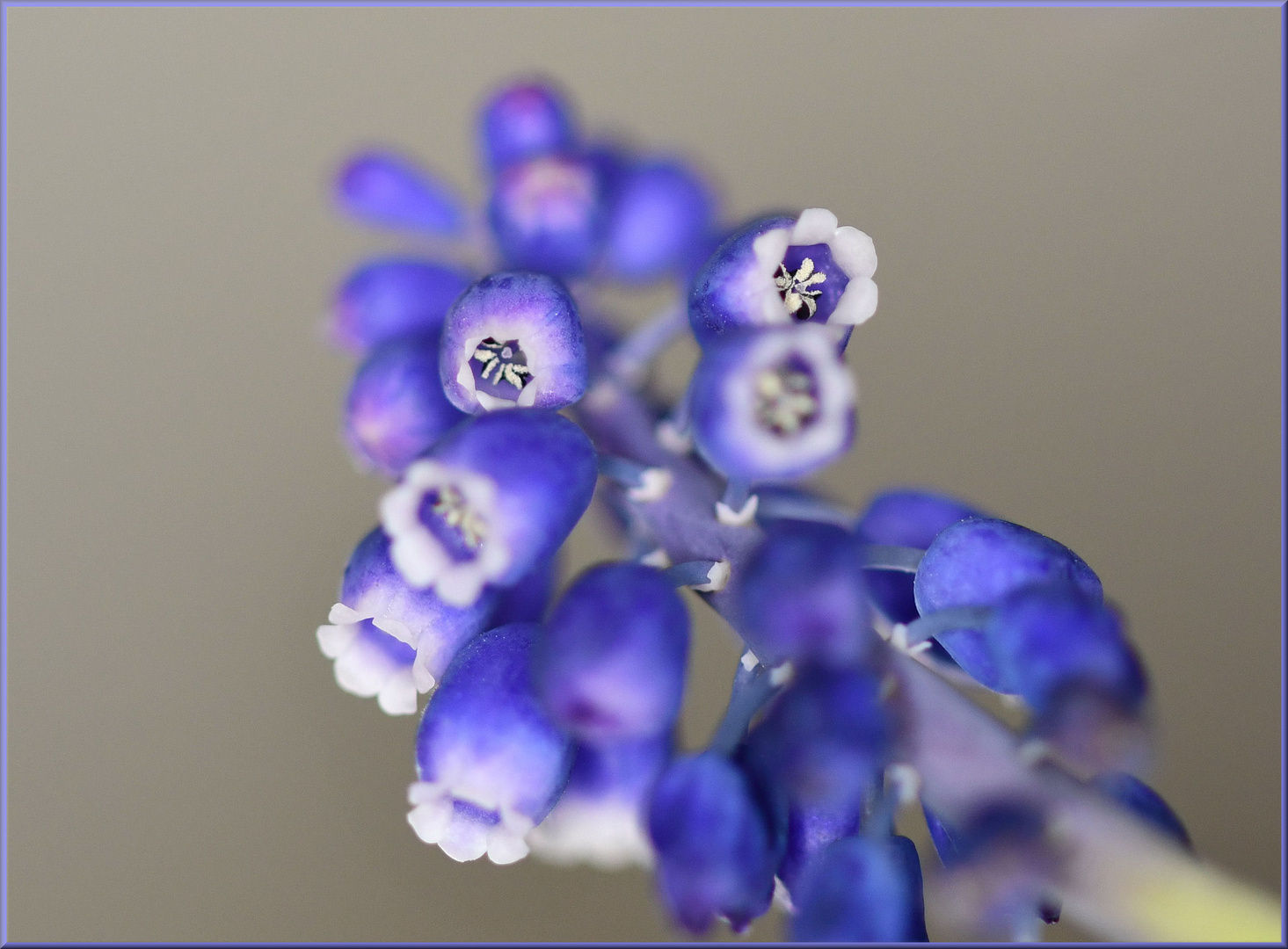 Traubenhyazinthe - Muscari