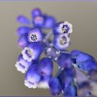 Traubenhyazinthe - Muscari