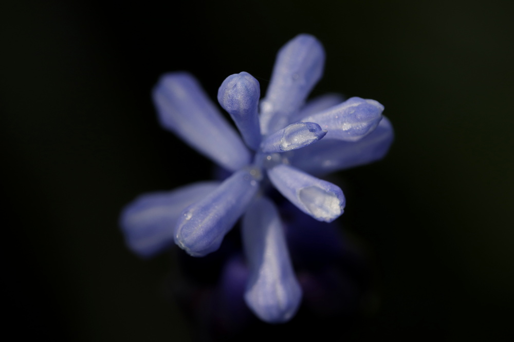 Traubenhyazinthe (Muscari)