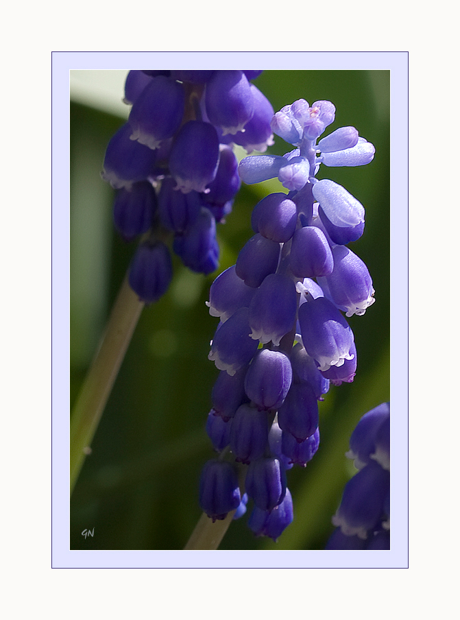 Traubenhyazinthe (Muscari)