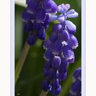 Traubenhyazinthe (Muscari)