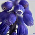 traubenhyazinthe (muscari) .....