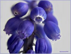 traubenhyazinthe (muscari) .....