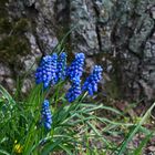 Traubenhyazinthe - Muscari