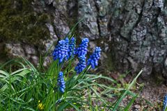 Traubenhyazinthe - Muscari