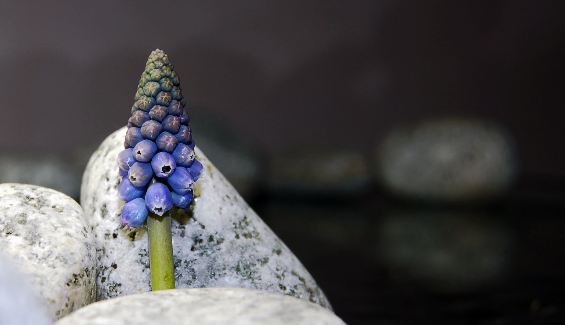 Traubenhyazinthe Muscari