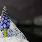 Traubenhyazinthe Muscari