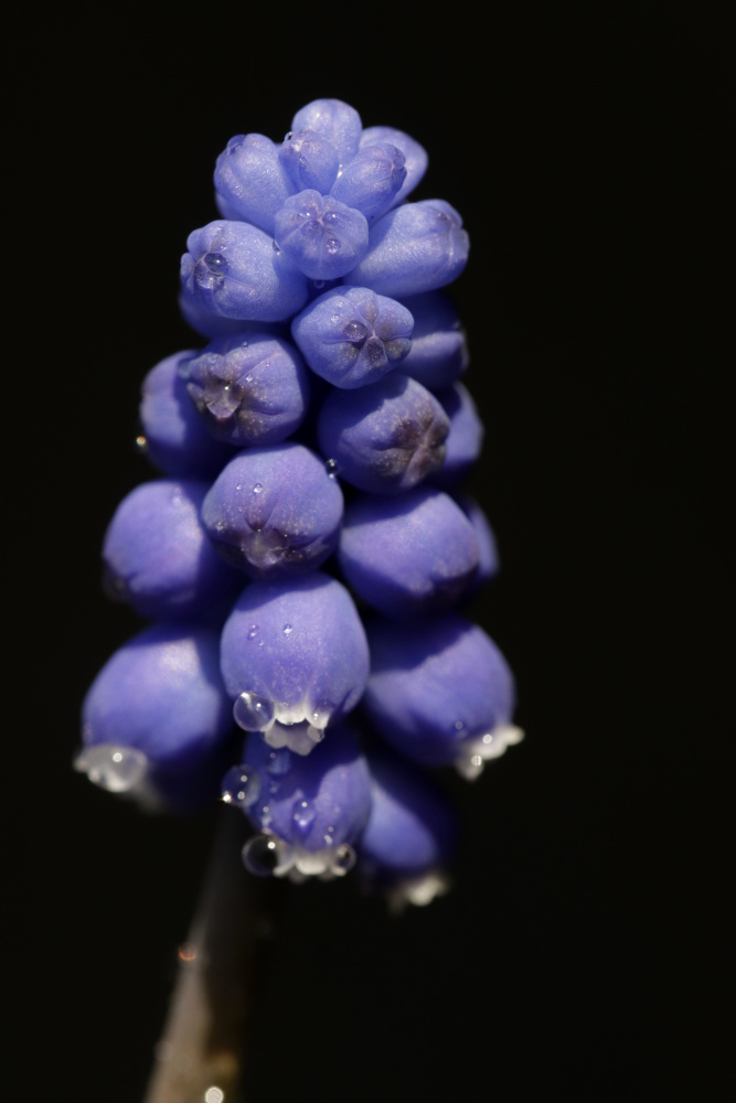 Traubenhyazinthe (Muscari)