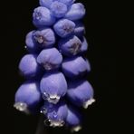 Traubenhyazinthe (Muscari)