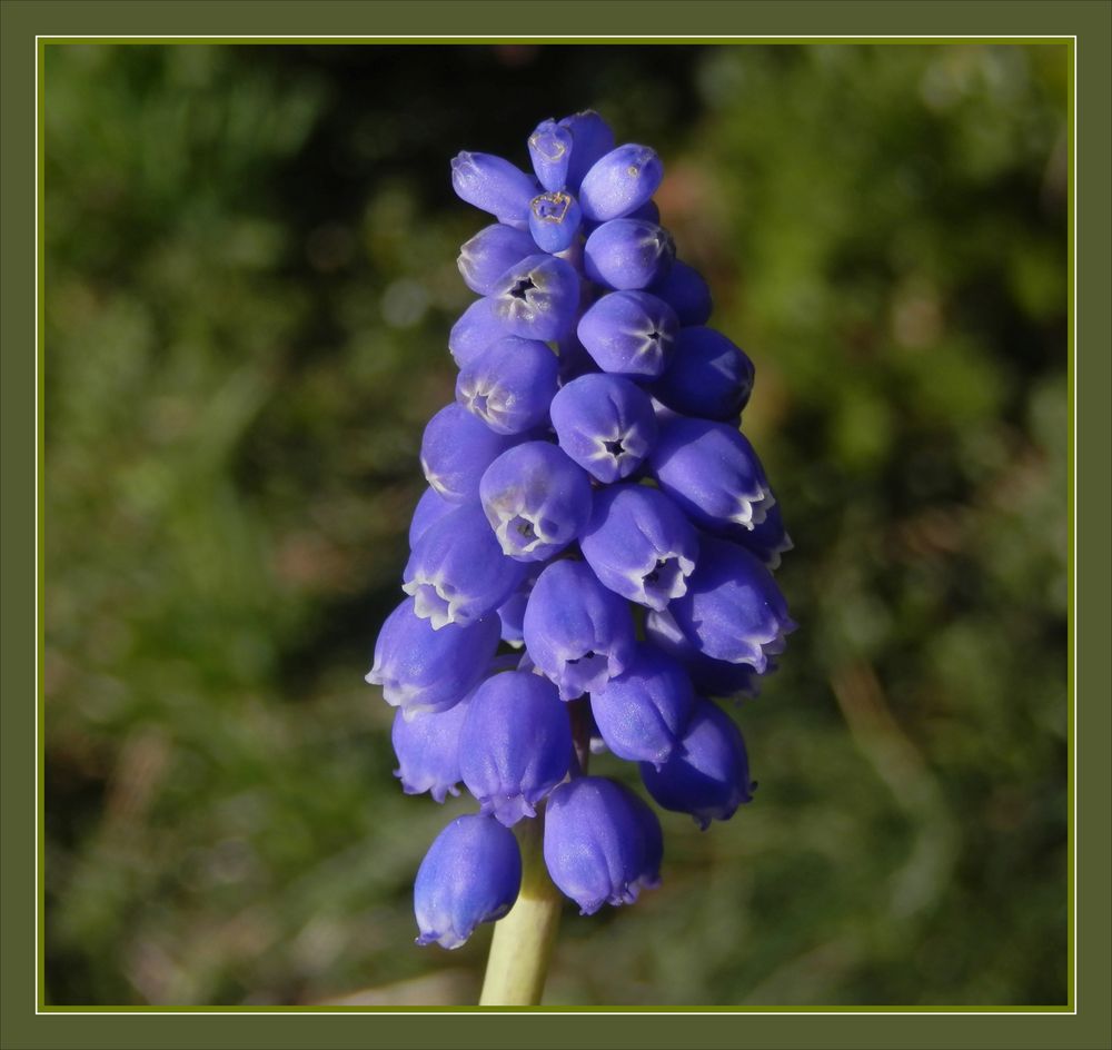 Traubenhyazinthe (Muscari)