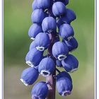 Traubenhyazinthe (Muscari)