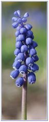 Traubenhyazinthe (Muscari)