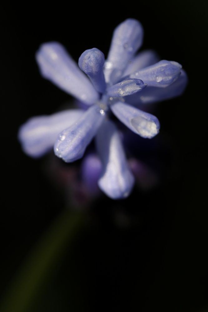 Traubenhyazinthe (Muscari)