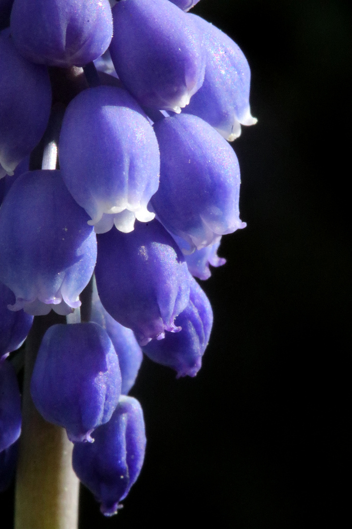 Traubenhyazinthe (Muscari armeniacum)