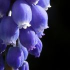 Traubenhyazinthe (Muscari armeniacum)