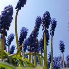 - Traubenhyazinthe (muscari botryoides) -