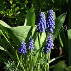 Traubenhyazinthe  (Muscari botryoides)