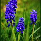 Traubenhyazinthe (Muscari botryoides)