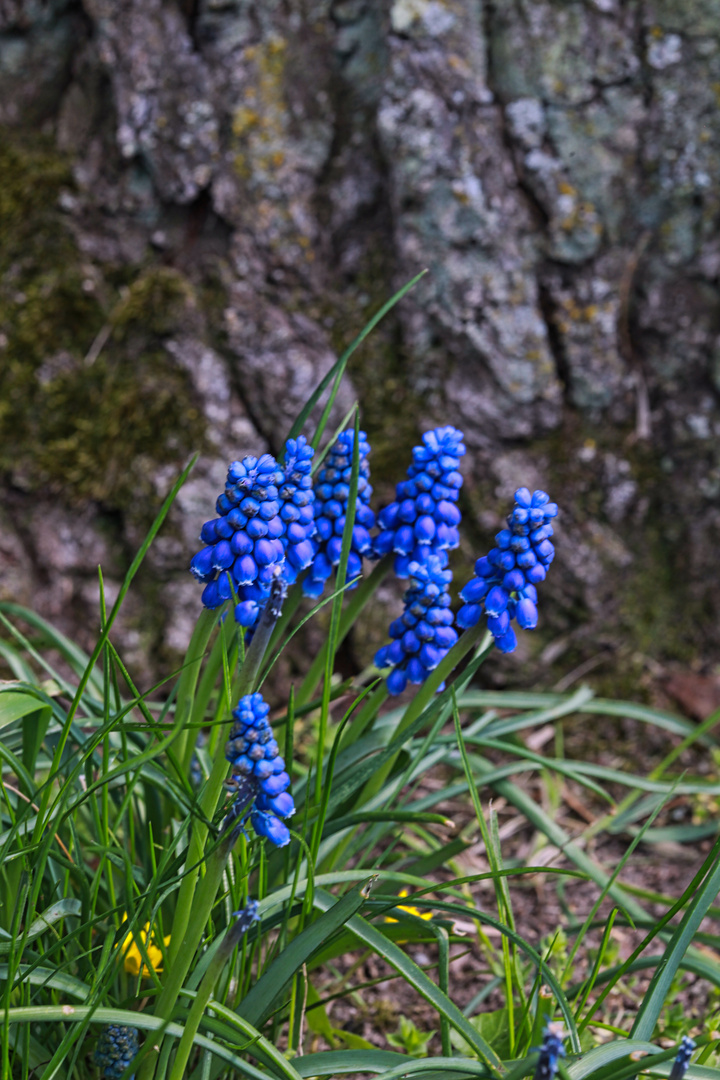 Traubenhyazinthe - Muscari