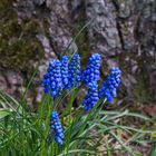 Traubenhyazinthe - Muscari