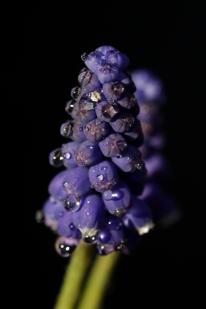 Traubenhyazinthe (Muscari)