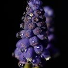 Traubenhyazinthe (Muscari)